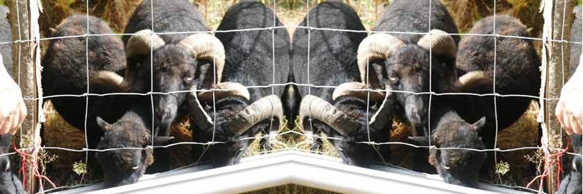 B�liers d'Ouessant