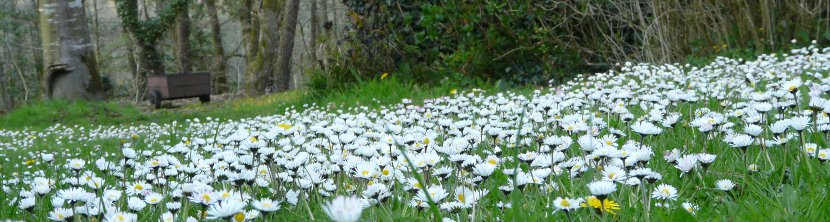 Les paquerettes de printemps du g�te